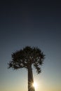 A Quivertree in Namibia Royalty Free Stock Photo