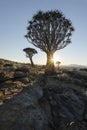 A Quivertree in Namibia Royalty Free Stock Photo