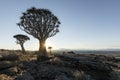 A Quivertree in Namibia Royalty Free Stock Photo