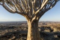 A Quivertree in Namibia Royalty Free Stock Photo
