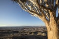 A Quivertree in Namibia Royalty Free Stock Photo