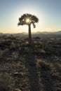 A Quivertree in Namibia Royalty Free Stock Photo