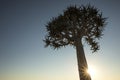 A Quivertree in Namibia Royalty Free Stock Photo
