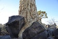 Namibia: A Quivertree Root holding itself on top of vulcanic stones