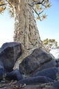 A Quivertree Root holding itself on top of vulcanic stones