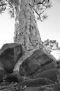 A Quivertree Root holding itself on top of vulcanic stones