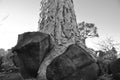 A Quivertree Root holding itself on top of vulcanic stones