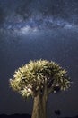 Quivertree under Milky Way. Royalty Free Stock Photo