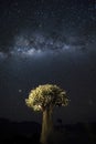 Quivertree under Milky Way. Namibia. Royalty Free Stock Photo