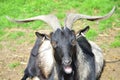 Quizzical Goat Royalty Free Stock Photo