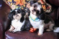 Quizzical Shih Tzus Royalty Free Stock Photo