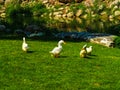 Qujiangchi Heritage Park South Lake free-range ducks Royalty Free Stock Photo