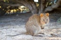 Quokka Royalty Free Stock Photo