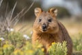 Quokka animal rodent. Generate Ai