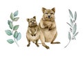 Quokka couple watercolor illustration. Native Australia funny animal. Two quokka smiling endemic australian mammal. On