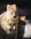 Quokka Family Close up portrait