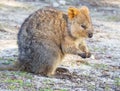 Quokka Feeding