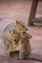 Quokka mom and baby