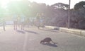 A quokka on the pier. Thomson Bay settlement. Rottnest Island. Western Australia. Australia