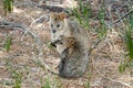 Quokka - Rottnest Island - Australia