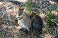 Quokka - Rottnest Island - Australia