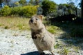 Quokka - Rottnest Island - Australia