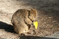 Quokka - Rottnest Island - Australia