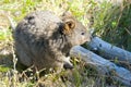 Quokka - Rottnest Island