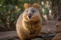 Quokka These small adorable marsupials .Generative AI