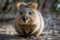 Quokka These small adorable marsupials .Generative AI