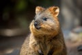 Quokka These small adorable marsupials .Generative AI