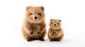 Quokka Soft toy on a white background, cut family