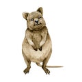 Quokka watercolor illustration. Native Australia funny animal. Quokka smiling endemic australian mammal. On white