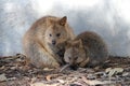 quokkas at rottnest island - australia Royalty Free Stock Photo