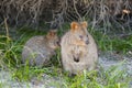 Quokkas - Rottnest Island