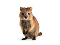 Quokkas are similar to marsupials such as kangaroos and wallabies. Generative AI