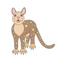 Tiger quoll animal. Cartoon vector.