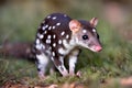 Spotted-Tailed Quoll in Natural Habitat Royalty Free Stock Photo
