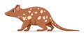 Quoll animal standing on a white background Royalty Free Stock Photo