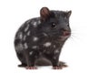 Quoll isolated on white Royalty Free Stock Photo