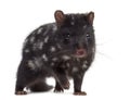 Quoll isolated on white