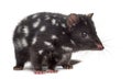 Quoll isolated on white Royalty Free Stock Photo