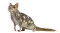 Quoll isolated on white Royalty Free Stock Photo