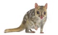 Quoll with leg up, isolated on white Royalty Free Stock Photo