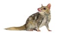 Quoll looking away, isolated on white Royalty Free Stock Photo