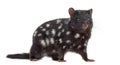 Quoll looking at the camera, isolated on white Royalty Free Stock Photo