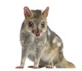 Quoll looking at the camera, isolated on white Royalty Free Stock Photo