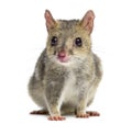 Quoll looking at the camera, isolated on white Royalty Free Stock Photo