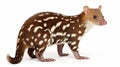 Quoll looking up, isolated on white. generative ai Royalty Free Stock Photo