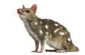 Quoll looking up, isolated on white